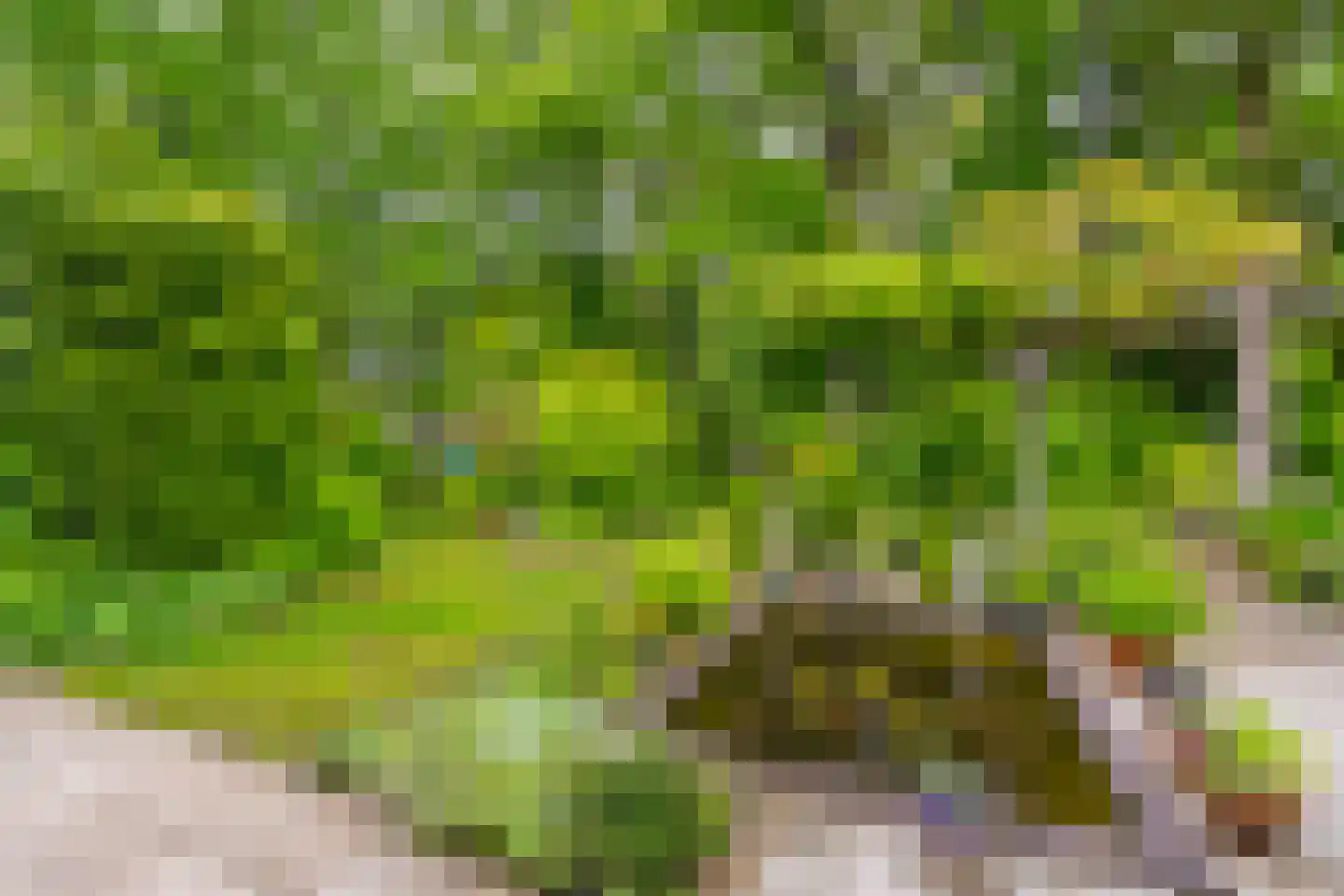 Dopheidelaan 18 Heelsum thumbnail 20