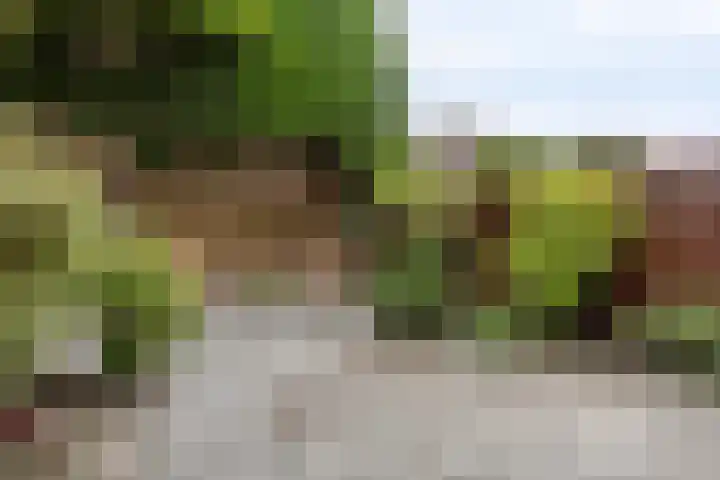 Doppenmolen 5 Koog aan de Zaan thumbnail 22