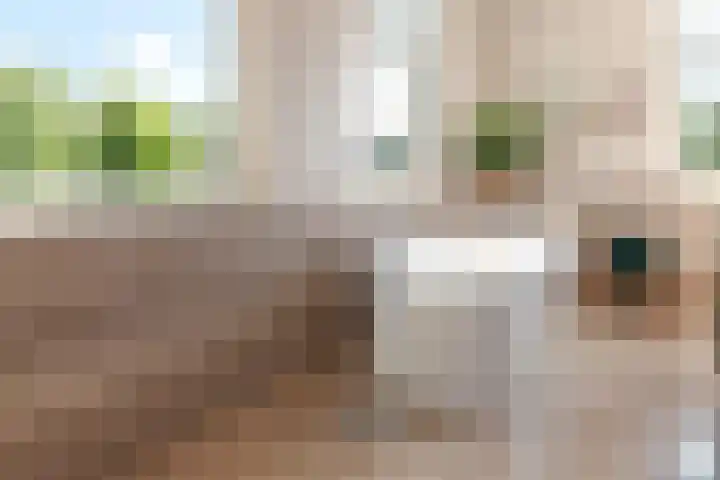 Dopsingel 47 Eemnes thumbnail 18