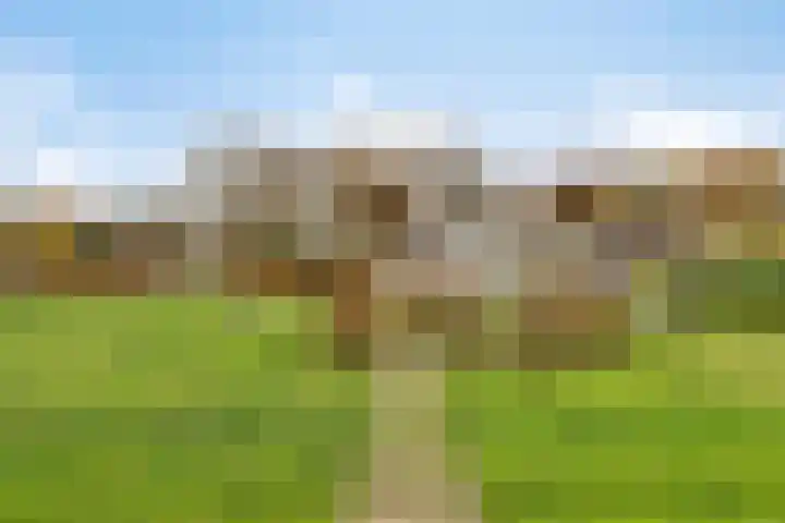 Dordsedijk 102 Klazienaveen thumbnail 30