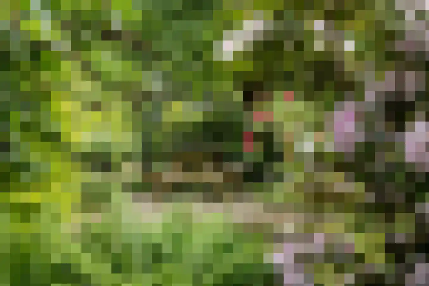 Dordsedijk 54 Klazienaveen thumbnail 6