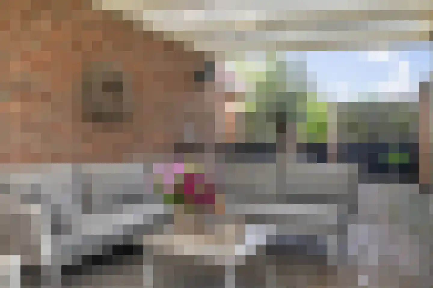 Dordseweg 16 Nieuw-Schoonebeek thumbnail 59