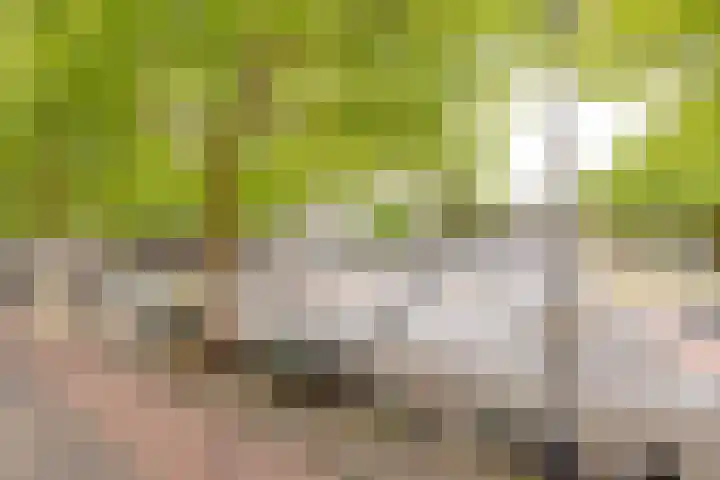 Dordtselaan 62 B Rotterdam thumbnail 21