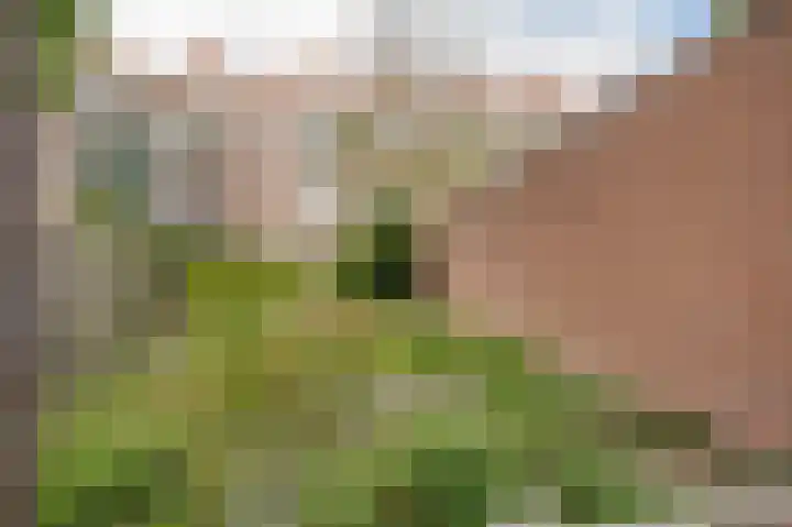 Dordtselaan 77 B Rotterdam thumbnail 12