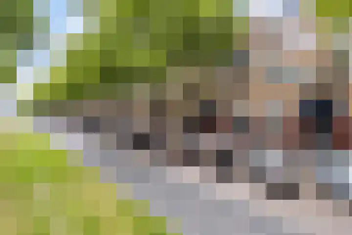 Dordtselaan 86 A Rotterdam thumbnail 31