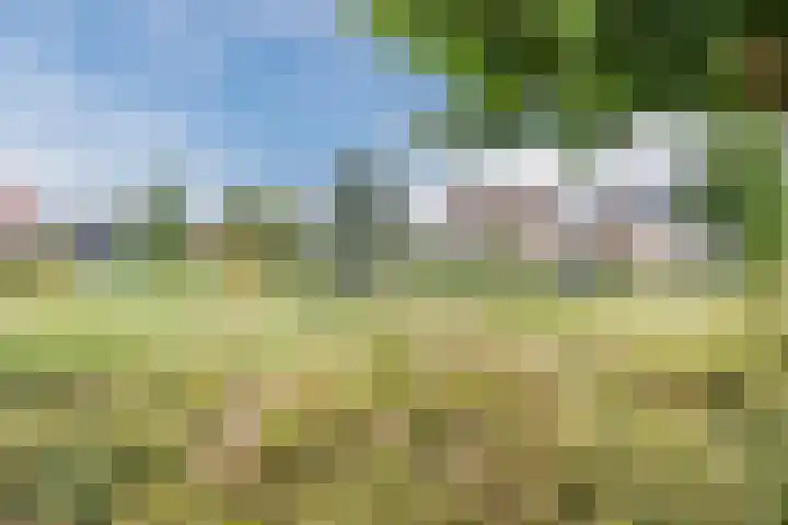 Dorestede 42 Zegge thumbnail 73