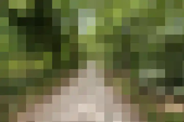 Dorotheagaarde 56 Bussum thumbnail 37