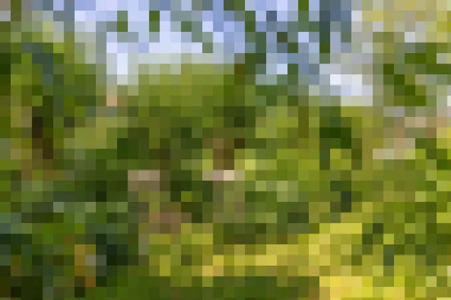 Dorp 72 Polsbroek thumbnail 75