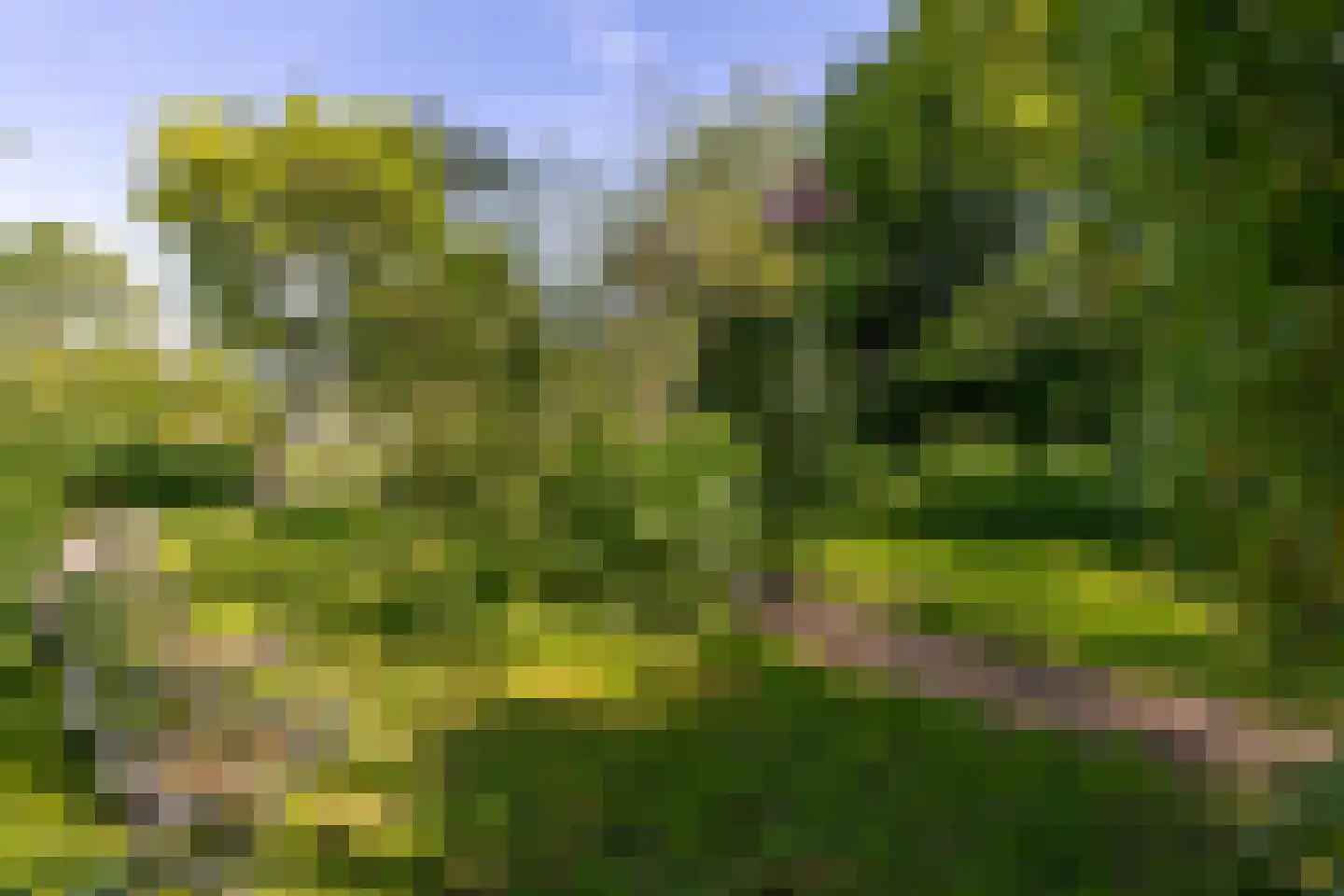 Dorp 72 Polsbroek thumbnail 76