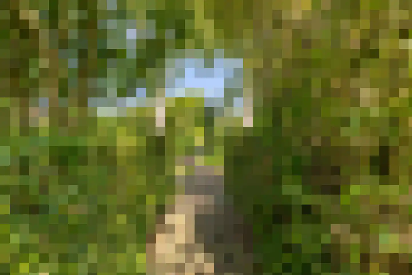 Dorp 72 Polsbroek thumbnail 81
