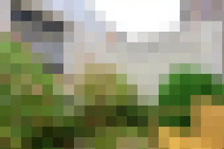 Dorpen 39 Schagen thumbnail 16
