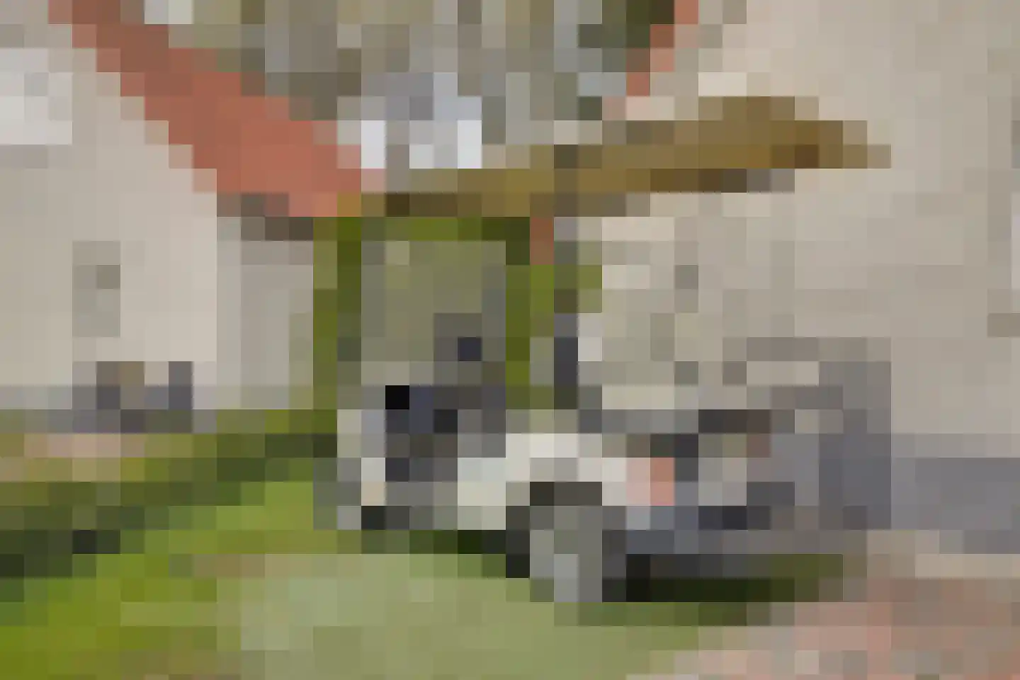 Dorperheideweg 12 2034 Arcen thumbnail 27