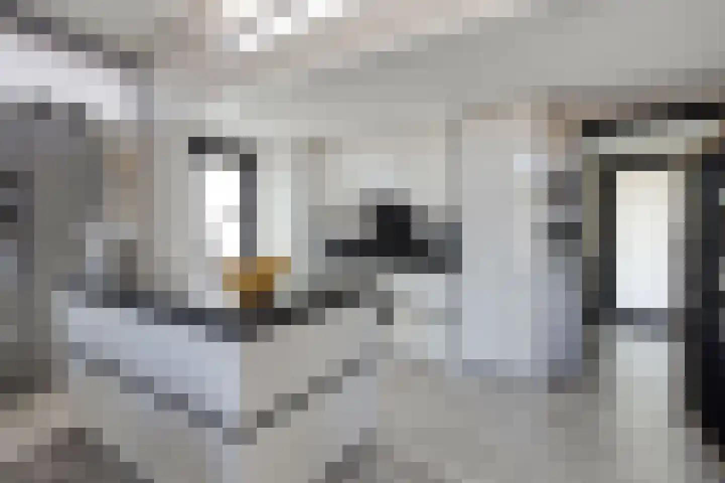 Dorperheideweg 34 2219 Arcen thumbnail 6