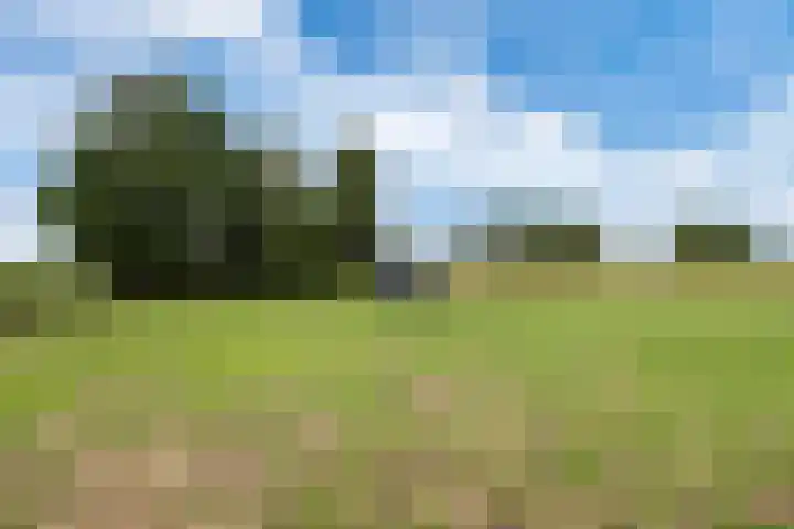 Dorpsdijk 81 Vierpolders thumbnail 42