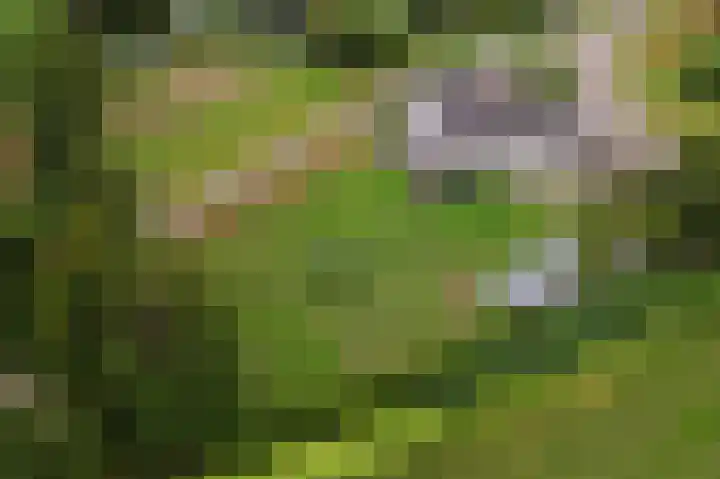 Dorpsdijk 81 Vierpolders thumbnail 60