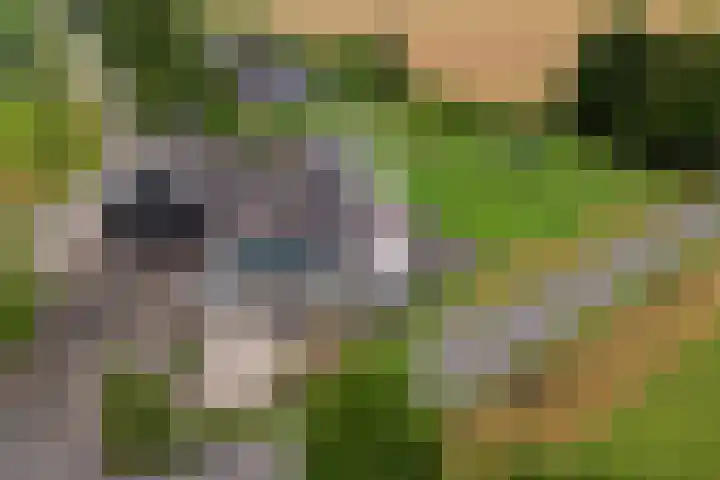 Dorpsdijk 81 Vierpolders thumbnail 62