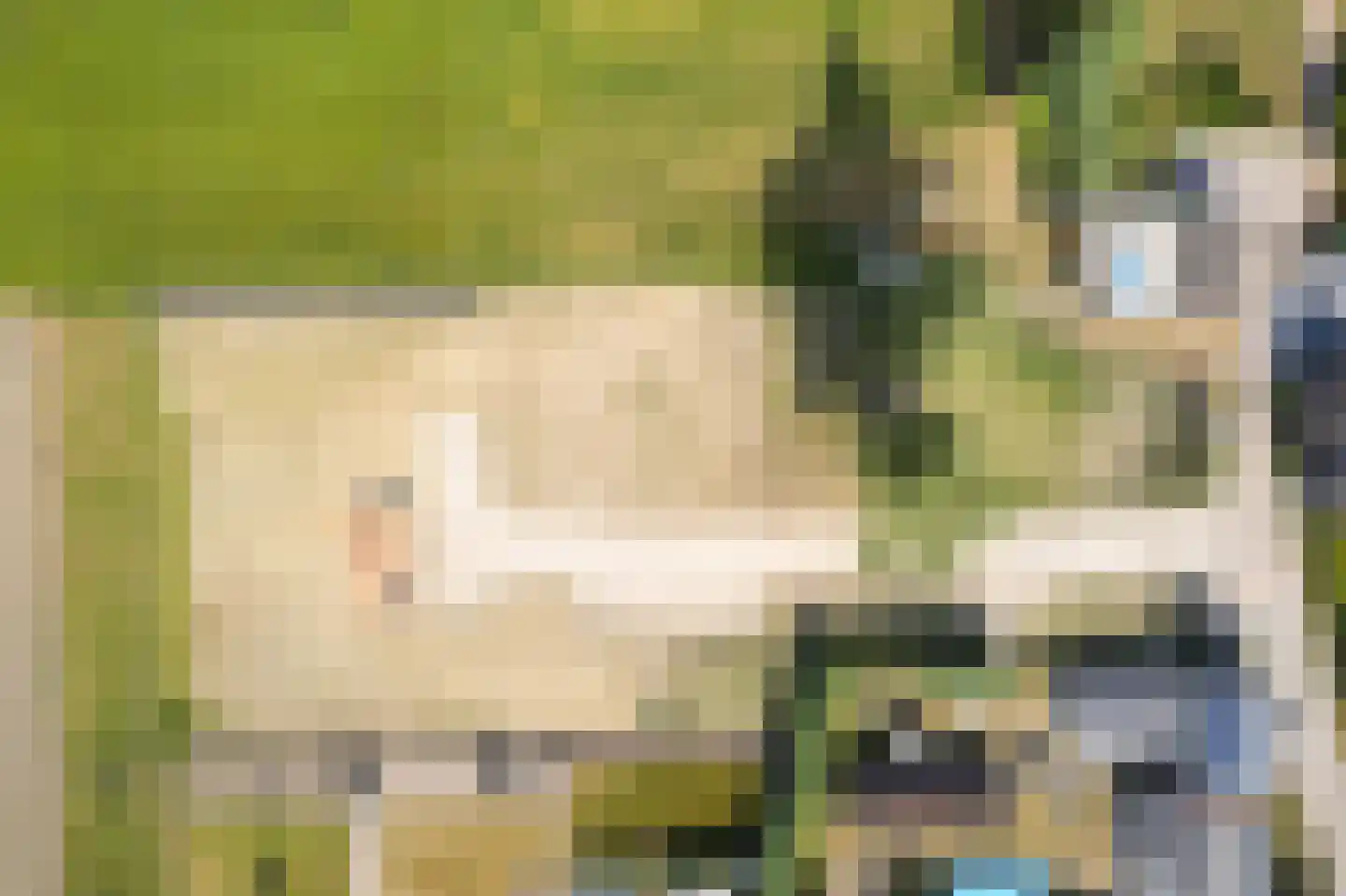 Dorpspad 1 Vogelwaarde thumbnail 13