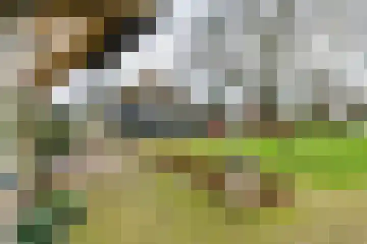 Dorpsplein 2 Est thumbnail 14