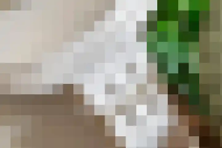 Dorpsplein 8 Maurik thumbnail 32