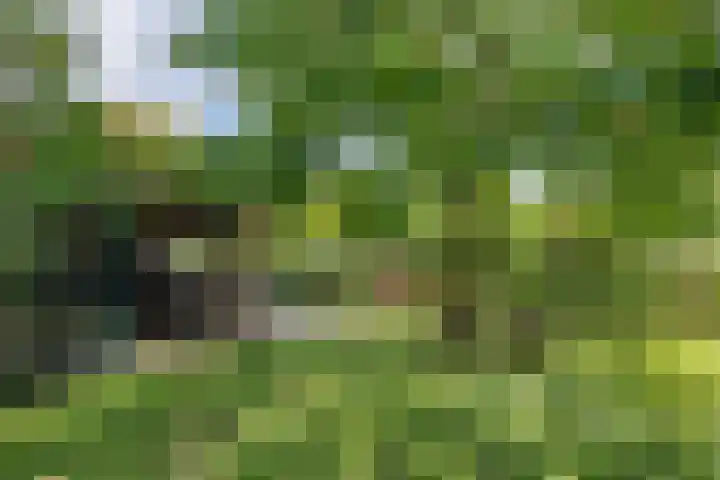Dorpsplein 8 Maurik thumbnail 5
