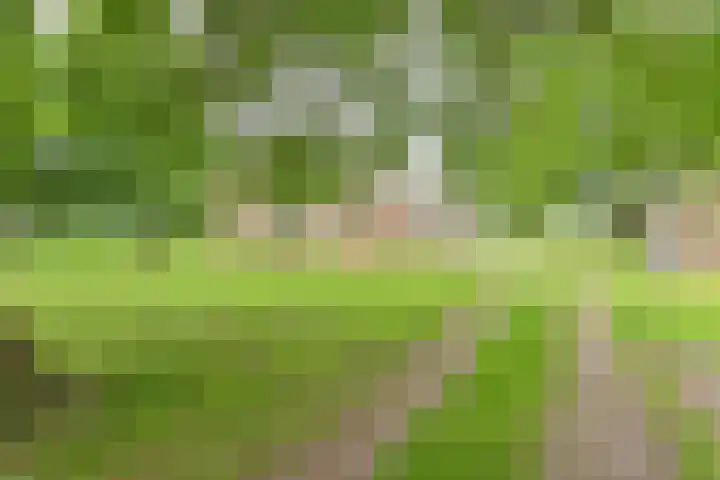 Dorpsstraat 1 Bronnegerveen thumbnail 7