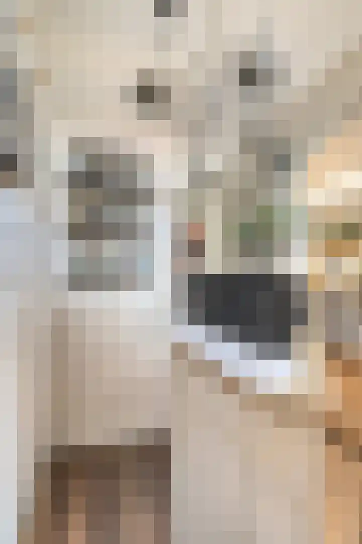 Dorpsstraat 10 Zoutkamp thumbnail 7