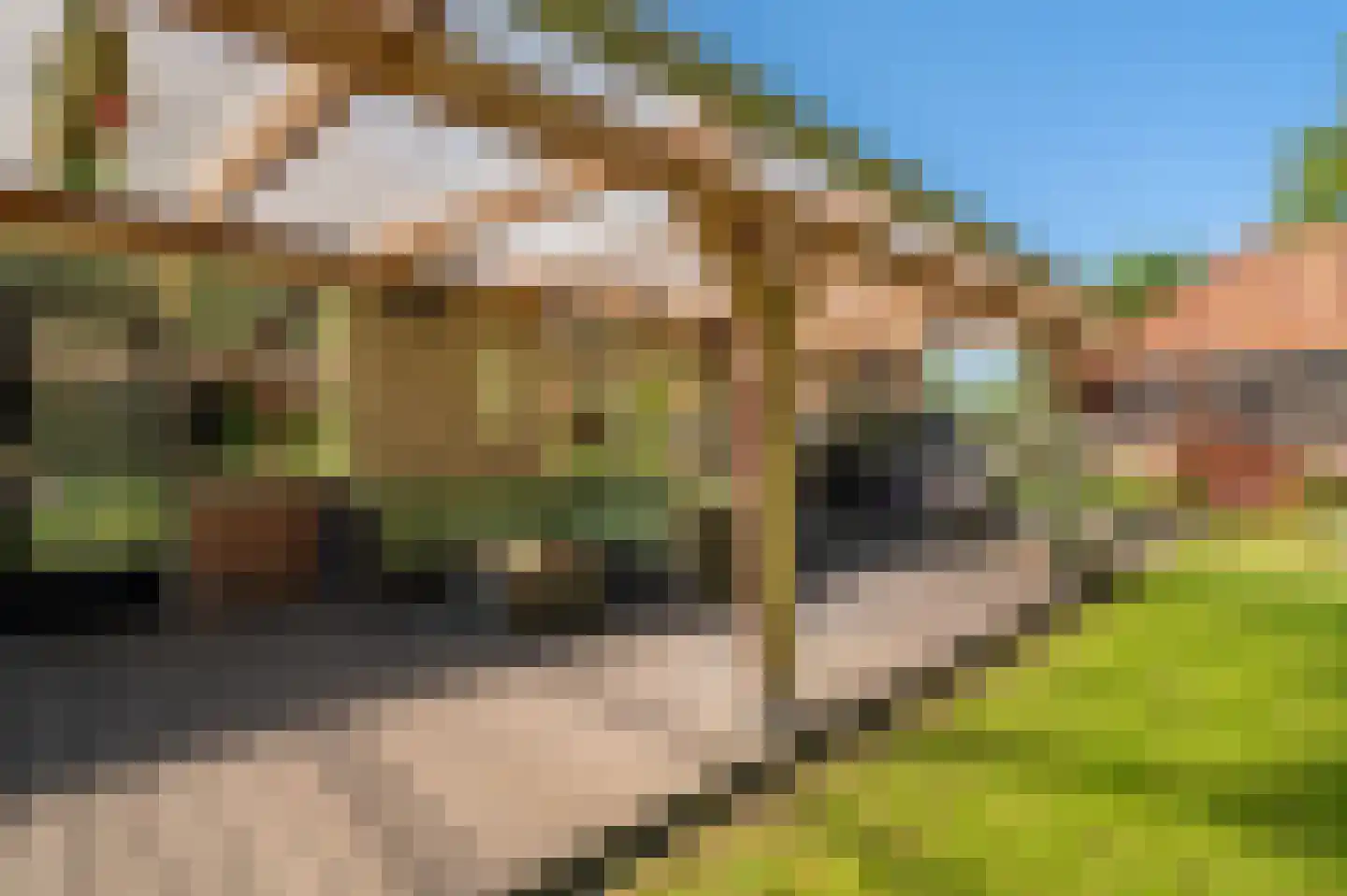 Dorpsstraat 139 Vriescheloo thumbnail 43