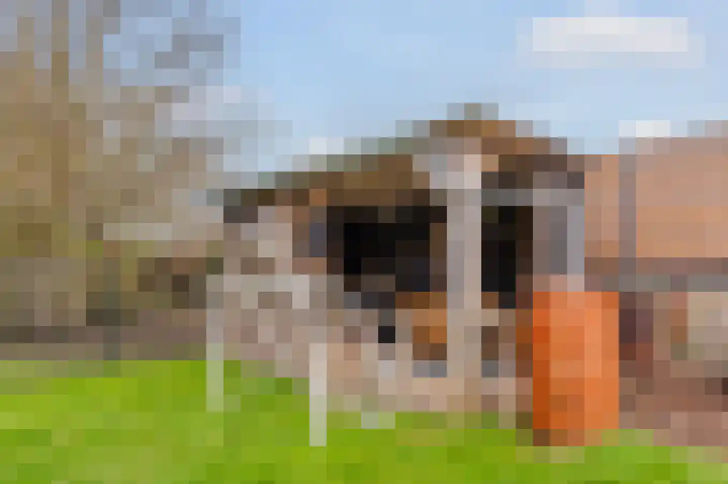 Dorpsstraat 15 Lemelerveld thumbnail 43