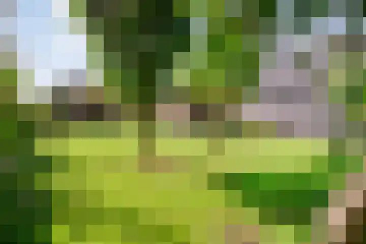 Dorpsstraat 18 Nijeveen thumbnail 39