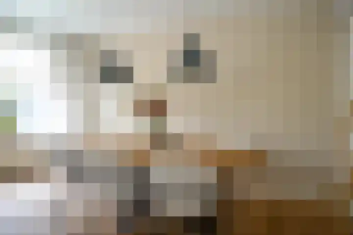 Dorpsstraat 18 Nijeveen thumbnail 7