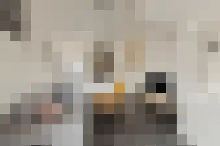 Dorpsstraat 20 Krabbendijke thumbnail 21