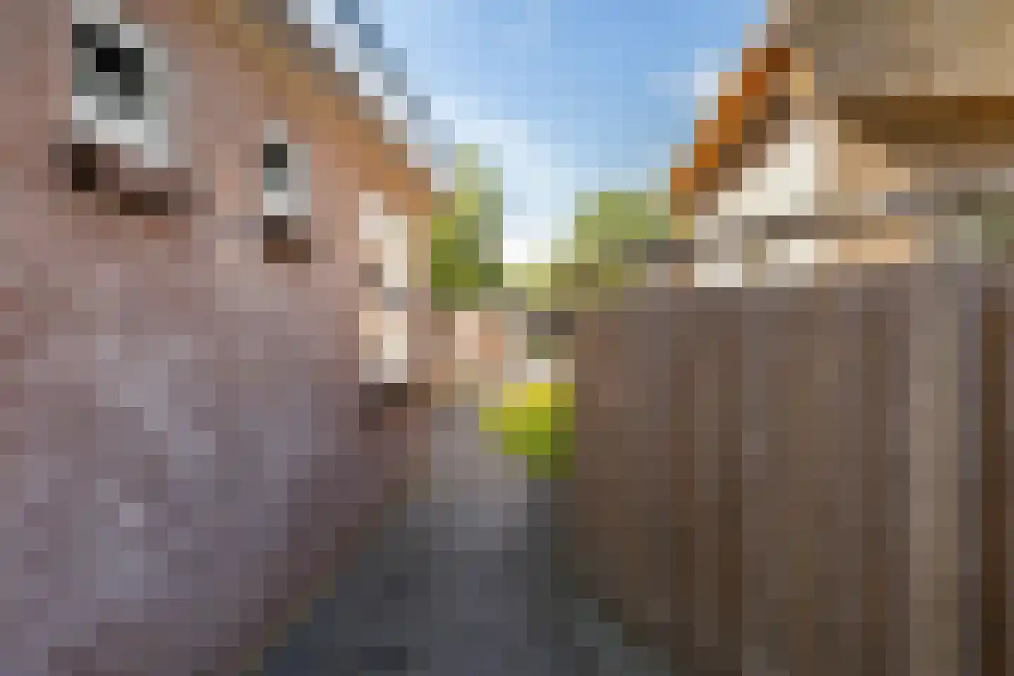 Dorpsstraat 36 de Wijk thumbnail 9