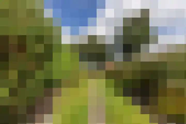 Dorpsstraat 391 Wormer thumbnail 5