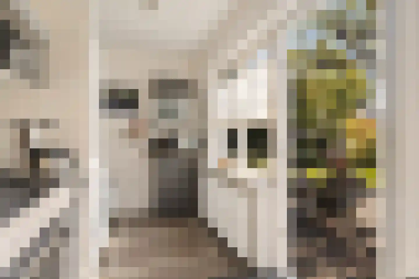 Dorpsstraat 449 Assendelft thumbnail 16