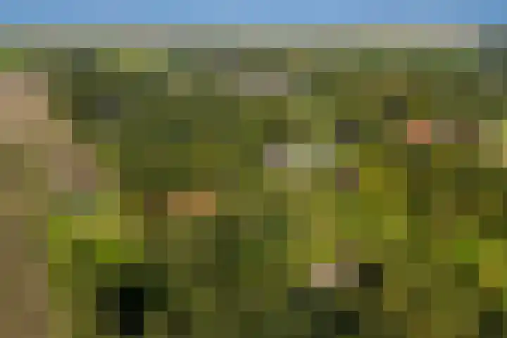 Dorpsstraat 6 Vriescheloo thumbnail 50