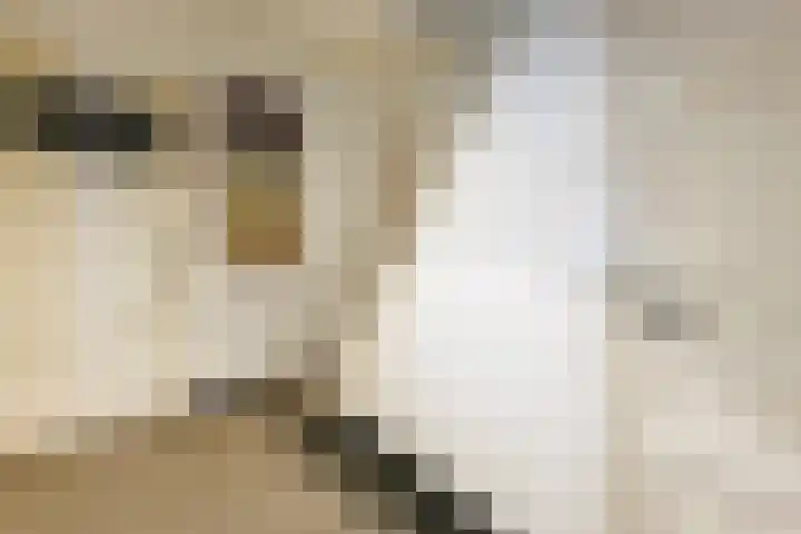 Dorpsstraat 7 Etten thumbnail 15