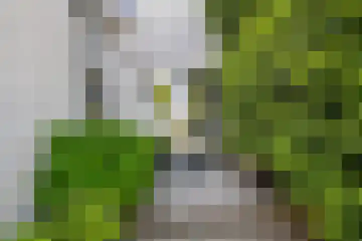 Dorpsstraat 82 Heinenoord thumbnail 42