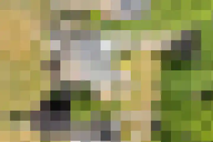 Dorpsstraat 9 Zorgvlied thumbnail 53