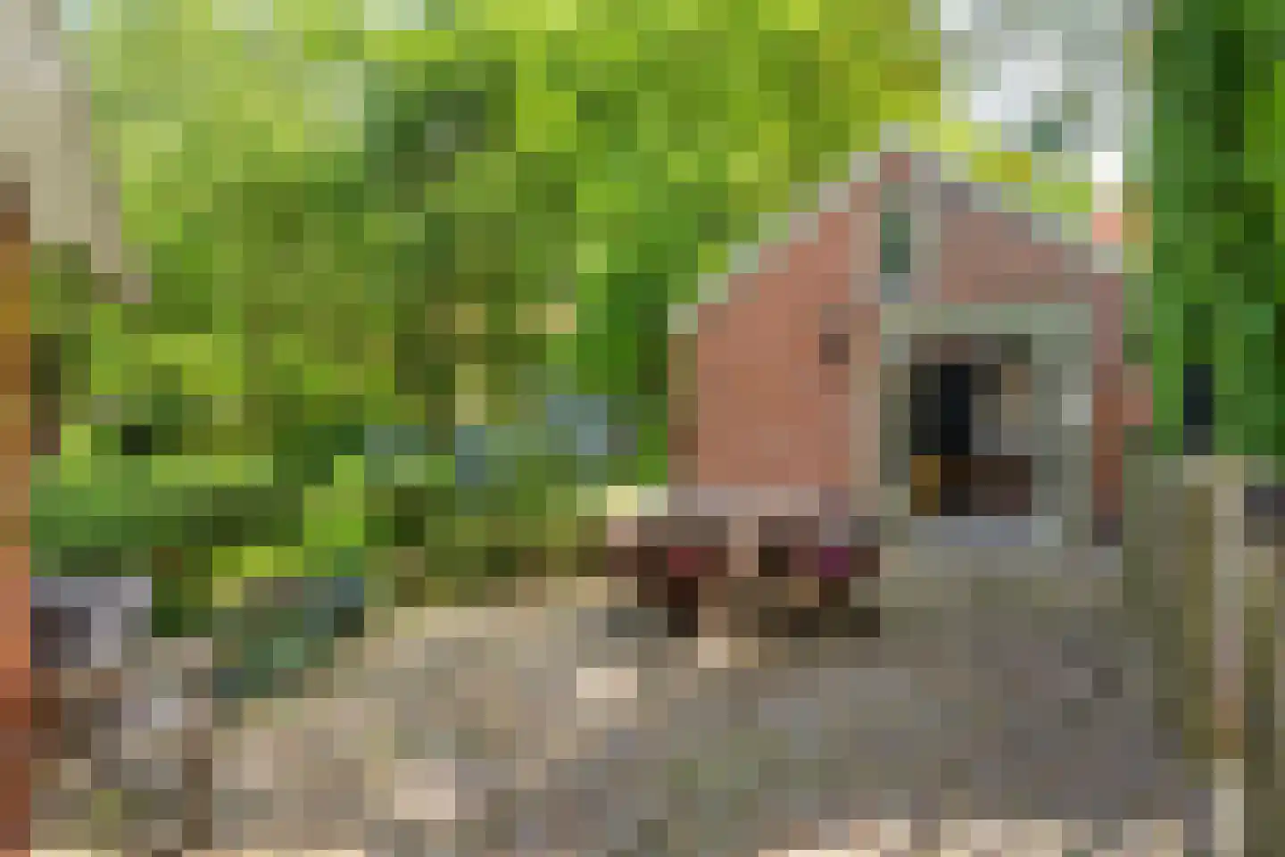 Dorpsstraat 98 Vriescheloo thumbnail 25