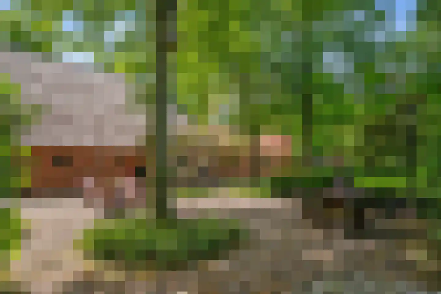 Dorpsstraat 98 Vriescheloo thumbnail 27
