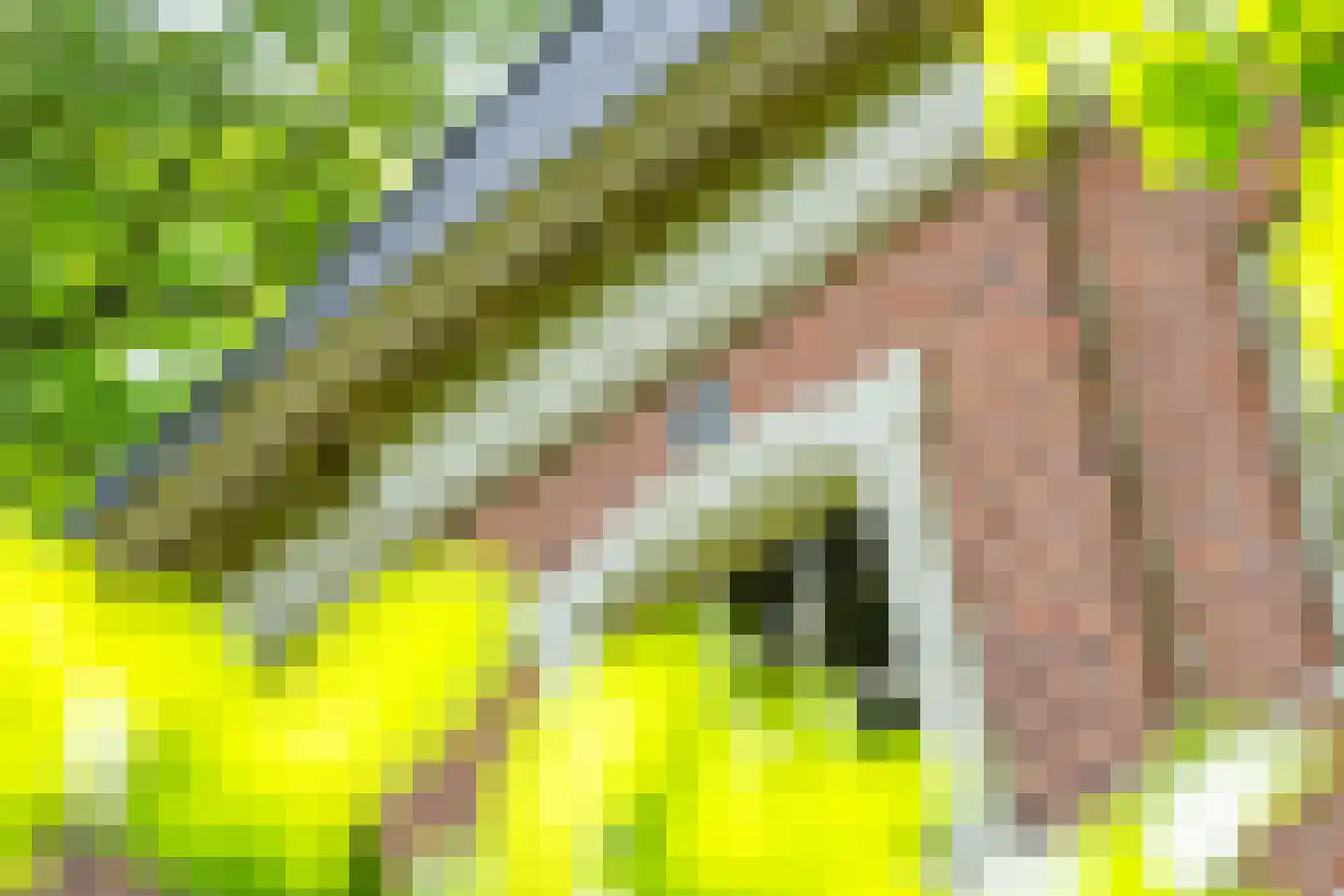 Dorpsstraat 98 Vriescheloo thumbnail 37