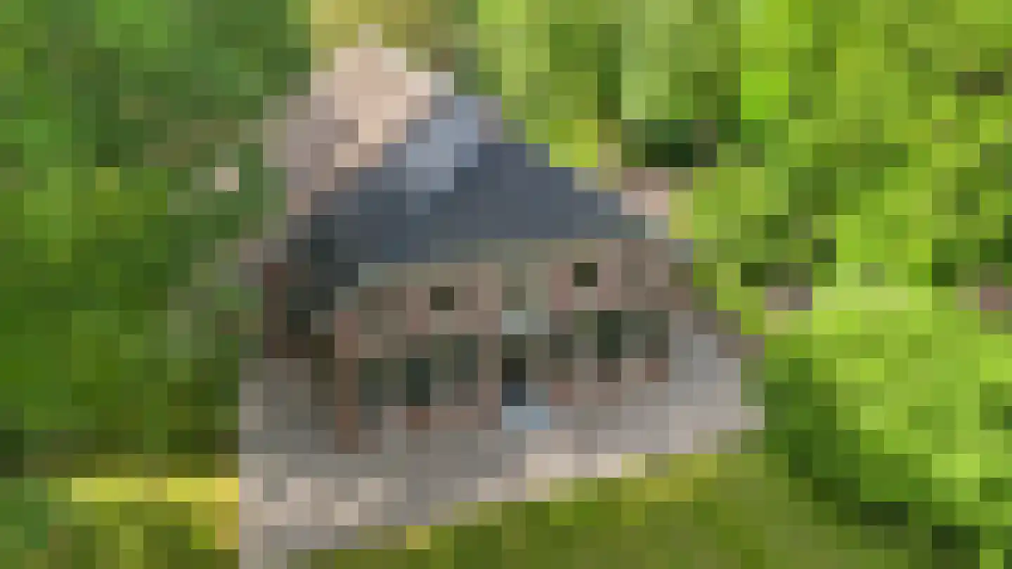 Dorpsstraat 98 Vriescheloo thumbnail 7