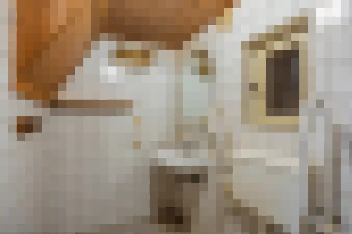 Dorpstraat 113 Echt thumbnail 22