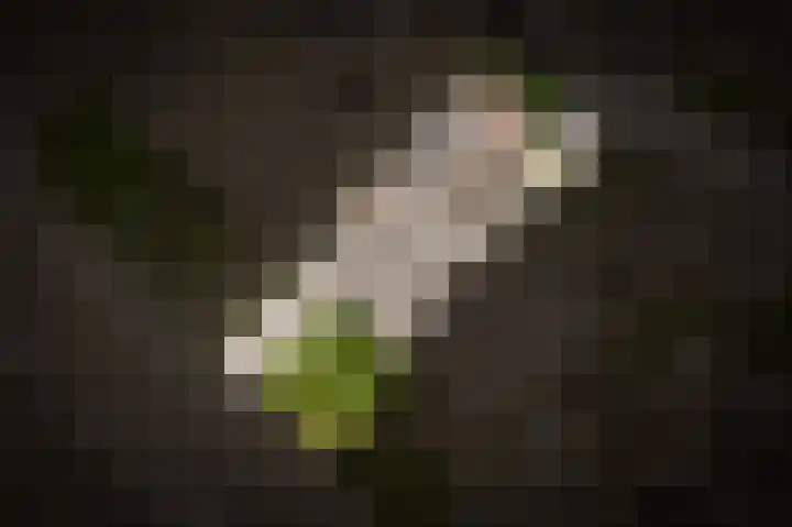 Dorpstraat 66 Dreumel thumbnail 32