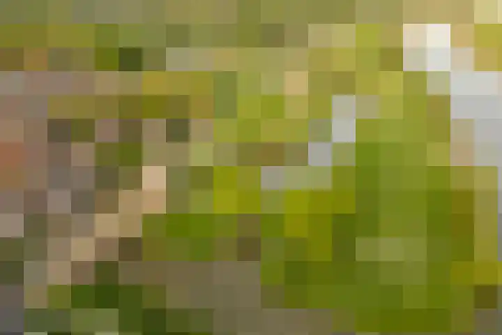 Dorpstraat 77 A Echt thumbnail 18