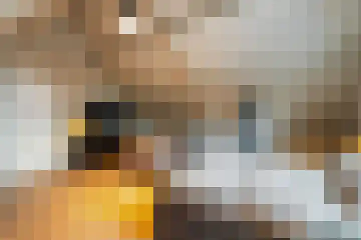 Dorpstraat 9 a Baexem thumbnail 36