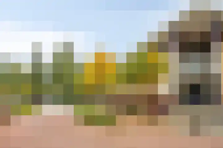 Dorpsveld 29 Berlicum thumbnail 23