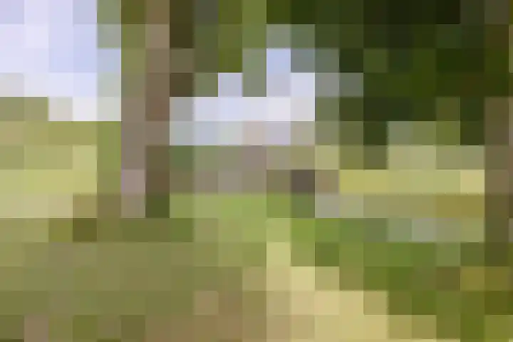 Dorpsweg 185 A Rotterdam thumbnail 25