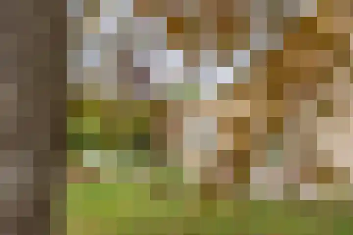 Dorpsweg 48 Ouddorp thumbnail 5