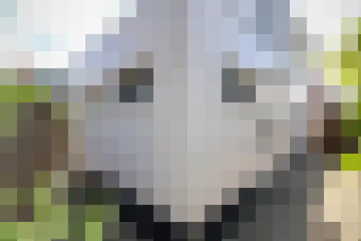 Dorpsweg 50 Rockanje thumbnail 38